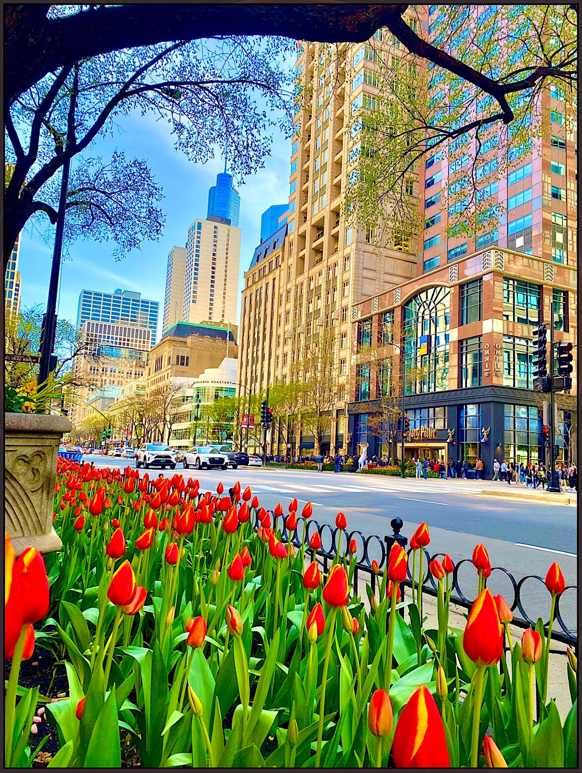 Harry Potter Tulips