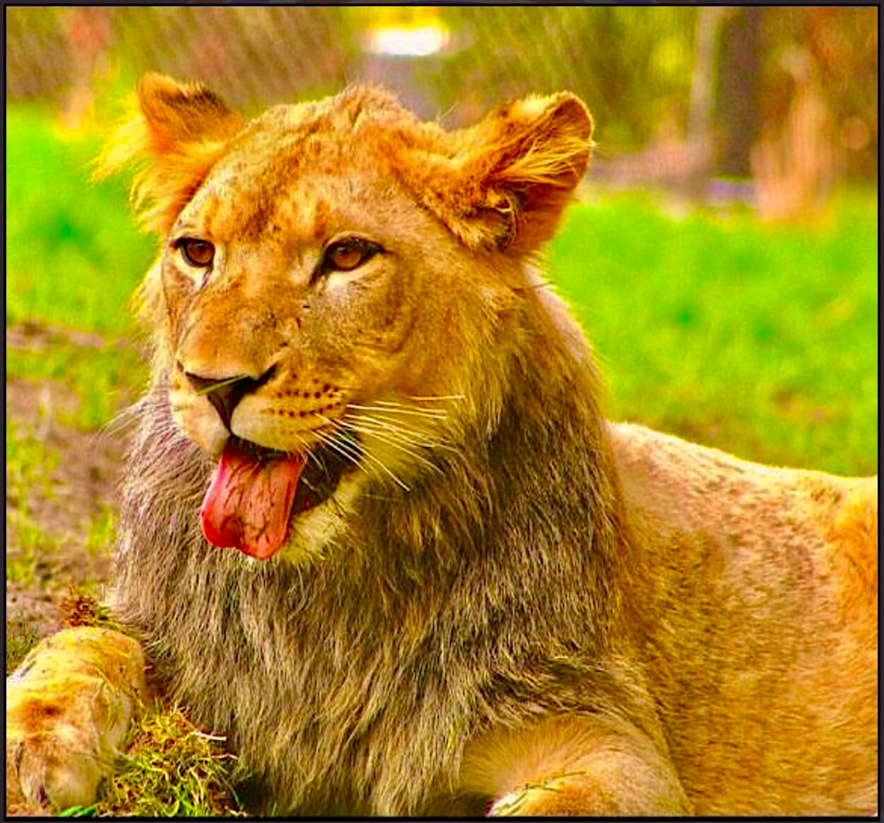Tongue Of A Lioness