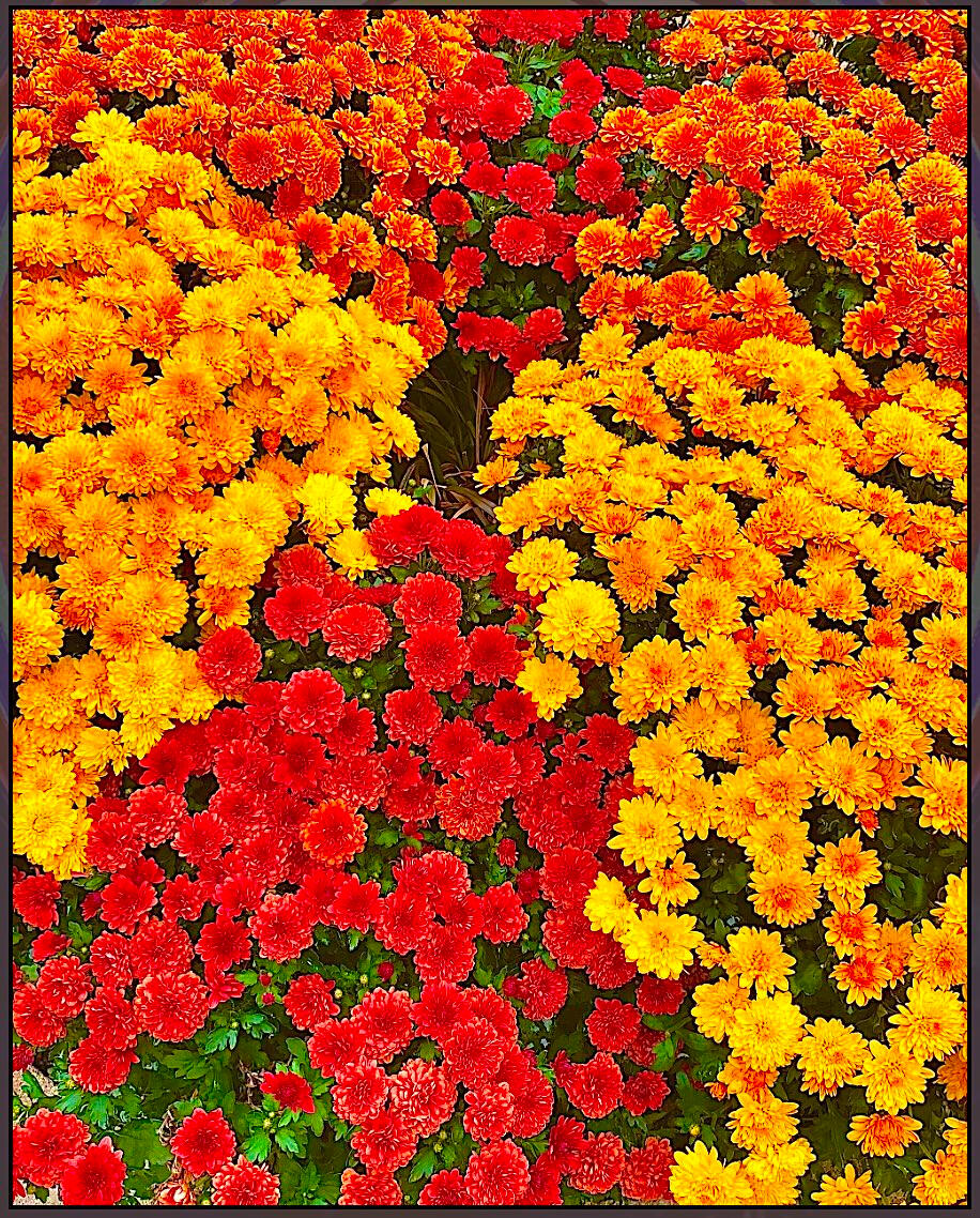 Yellow Red Orange Flowers