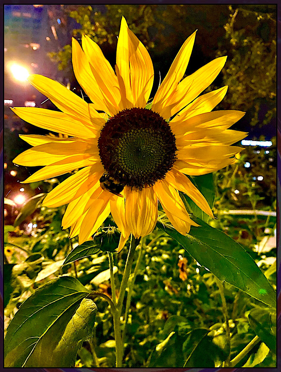 SunFlower Bee