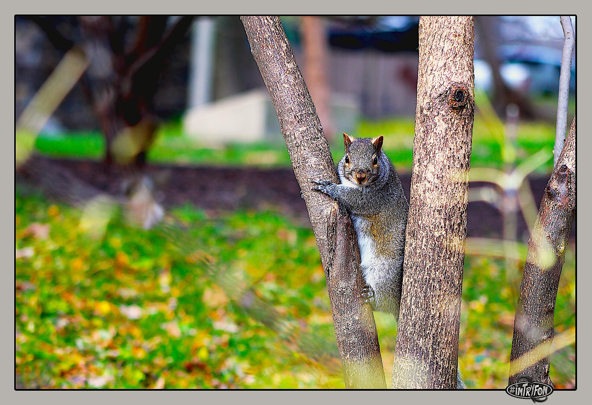 Squirrel Looking at You