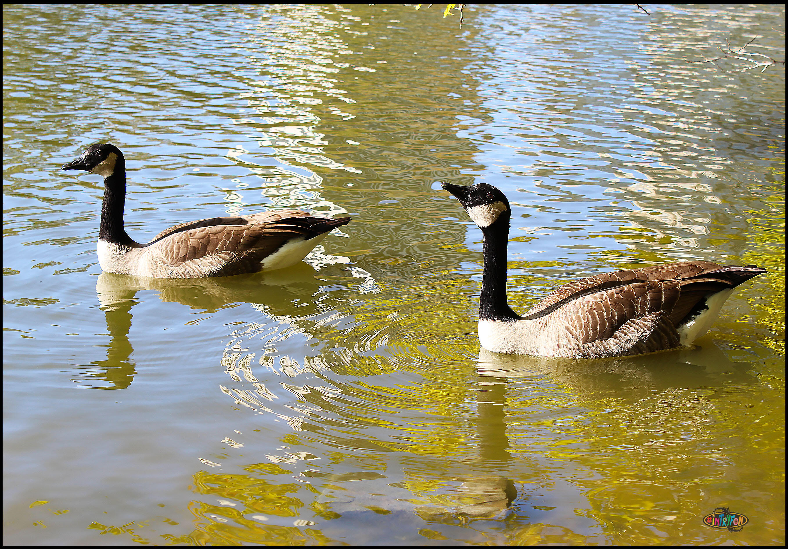 Geese on Golden Pond